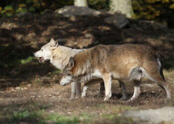 Wataha wilków w regionie. Zwierzęta widziano w kilku miejscowościach